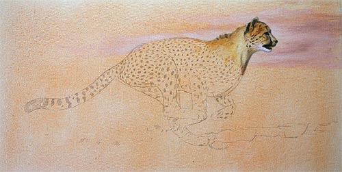 Cheetah stage 1
