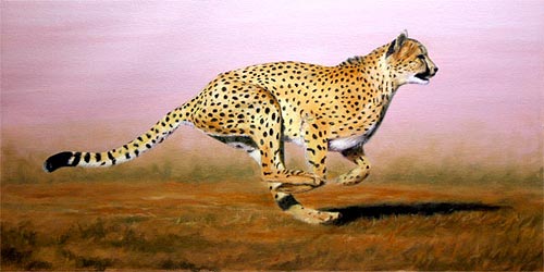 cheetah stage 2