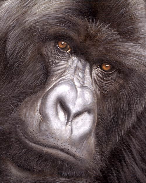 mountain gorilla painting - face