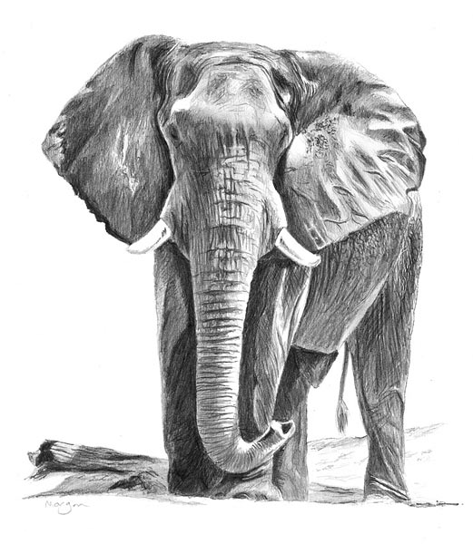 elephant drawing | How to Draw and Paint Animals ...
