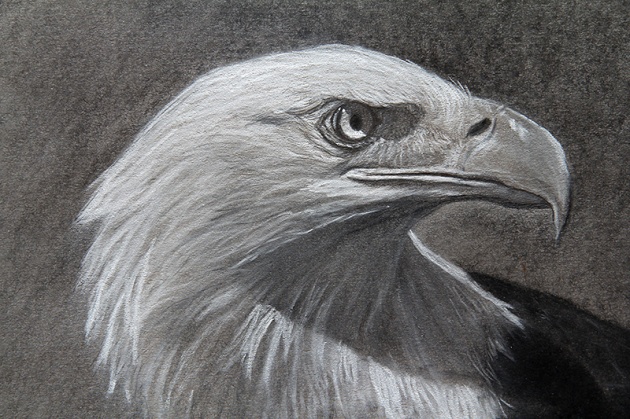 eagle-drawing-charcoal